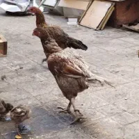 خروس و دوتا مرغ|حیوانات مزرعه|چابهار, |دیوار