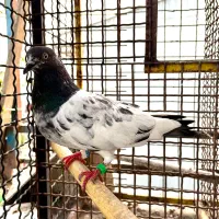 تعدادی کبوتر گلچین به شرط به دلیل تعغیر مکان|پرنده|رشت, توشیبا|دیوار