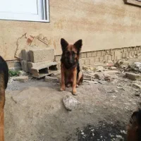 سگ ماده ژرمن شپرد|سگ|شفت, |دیوار