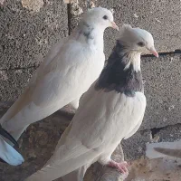 ۵ جوانه رنگه مفت