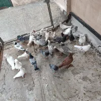 کفتر گرفتنی|پرنده|قم, دروازه ری|دیوار