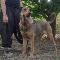 واگزاری ماده عراقی ۲۳ماهه