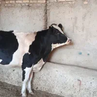 تلیسه آبستن
