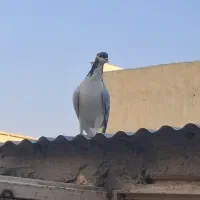 کفتر رنگی و جوجه پرشی
