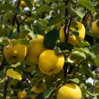 فروش ویژه نهال به پرتقالی در اصفهان با قیمت مناسب