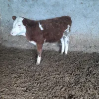 گاو گوساله|حیوانات مزرعه|مرودشت, قانون|دیوار