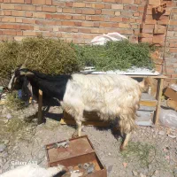 بز پاکستانی