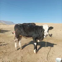 گاو آبستن و یک عدد گوساله ماده|حیوانات مزرعه|سیروان, |دیوار