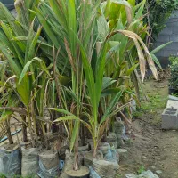 نهال انبه و نارگیل