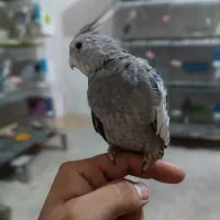 عروس هلندی کاملا رام ودستی|پرنده|آبیک, |دیوار