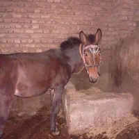 قاطر تضمین جوان