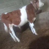 سیمنتال نر دو  عدد یکی نر یکی ماده