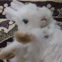 بچه خرگوش دستی