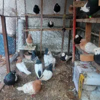 کبوتر فروشی