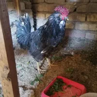 خروس چهل تاج ریش گلین