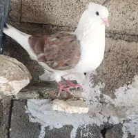 یک جفت کبوتر  شونی