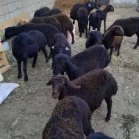 فروش بره|حیوانات مزرعه|باروق, |دیوار