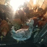جوجه مرغ و خروس|حیوانات مزرعه|اردبیل, |دیوار
