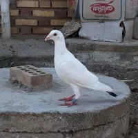 کبوتر