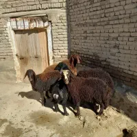 گوسفند (نر)|حیوانات مزرعه|محمدیار, |دیوار