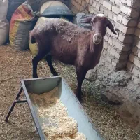 یک راس شیشک میش چاق