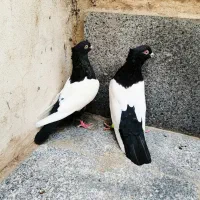 کفتر سینه سیاه|پرنده|مشهد, شهرک شیرین|دیوار