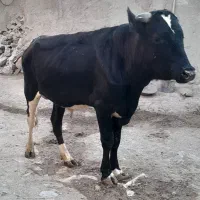 گاو نر|حیوانات مزرعه|سردرود, |دیوار