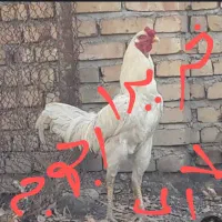 گمشده جوجه زوران