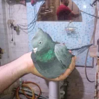 کفتر سبز آبادانی عتیقه