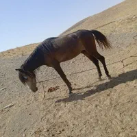 اسب
