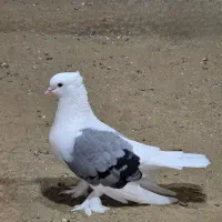 یک جفت کبوتر سوز بوشهری پرشور