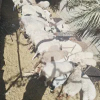 گوسفندانش فوری