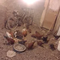 فروش مرغ محلی