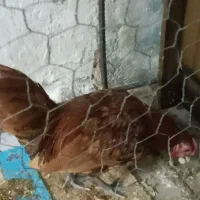 خر‌وس سبرایت|حیوانات مزرعه|تهران, ارجمندی راد|دیوار