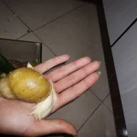 حلزون اچاتینا