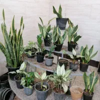 استند آهنی چهار طبقه گل و گیاه خاص و زیبا|گل و گیاه طبیعی|بهبهان, |دیوار