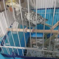 عروس هندی
