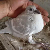 غوره زرد شامی پیازی کرم|پرنده|وحدتیه, |دیوار