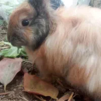 یک جفت خرگوش نرو ماده سالم با ۴تا بچه