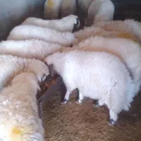 قیمت جفتی ۲۶ تومان