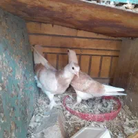 مرغ عشق عروس فنج کبوترنرگسی طوطی برزیلی با جوجه|پرنده|قم, آذر (نکویی)|دیوار