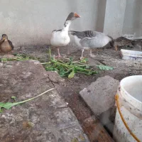 ۲عدد غاز نروماده سنگین وزن.معاوضه با۳تا خروس محلی