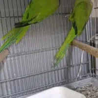 طوطی ملنگومولد معاوضه باگرینچیک. گلدین. قناری|پرنده|مشهد, شهید قربانی|دیوار