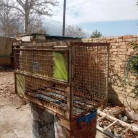 گنجه مرغ و کفتر