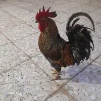 اسباب‌بازی