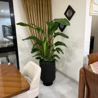 ویزیت گل و‌گیاه درمنزل و محل کار توسط عضوهیات علمی