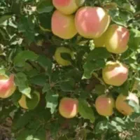 انواع نهال های سیب و شلیل گلابی آلو هلو گردو