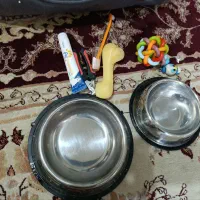 سگ شیتزو 8ماهه|سگ|ارومیه, |دیوار
