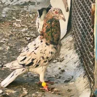 کبوتر هفرنگ