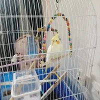 عروس هلندی دستی|پرنده|برخوار, |دیوار